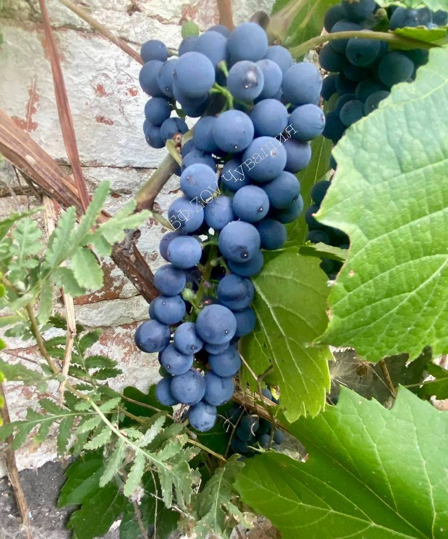 Будни СВО глазами наших бойцов: